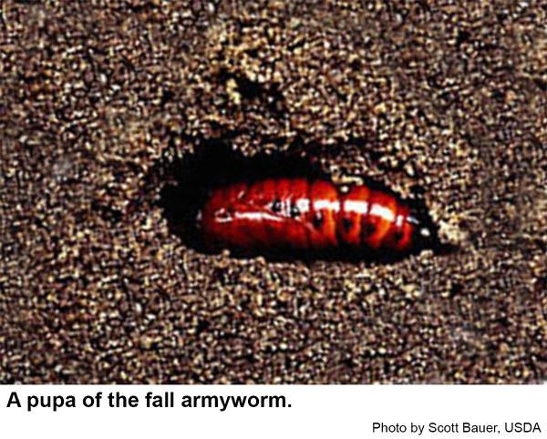 Fall armyworms typically pupa